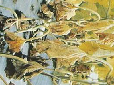 甜瓜萎蔫病(细菌性枯萎病、青枯病)的防治