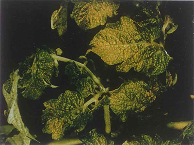 黄瓜缺铜症的防治