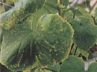 黄瓜缺硼症的防治