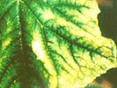 黄瓜缺钙症的防治