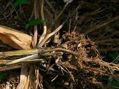 玉米细菌性萎蔫病的防治