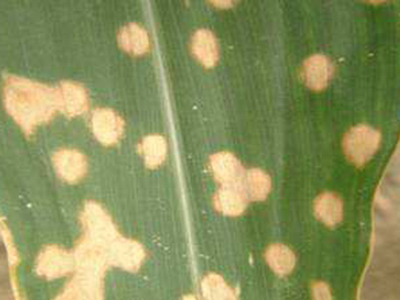 玉米圆斑病的防治