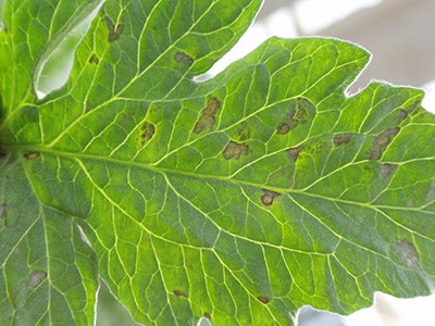 番茄芝麻斑病的防治