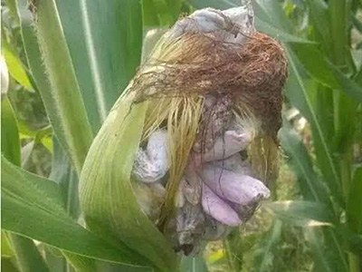玉米瘤黑粉病的防治