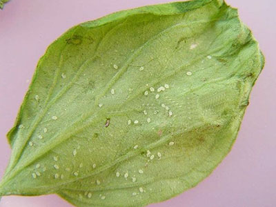 芹菜温室白粉虱的防治