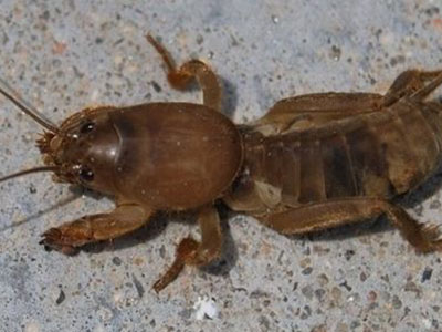 芹菜蝼蛄的防治