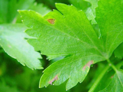 芹菜早疫病的防治