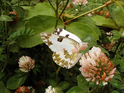 大白菜云斑粉蝶的防治