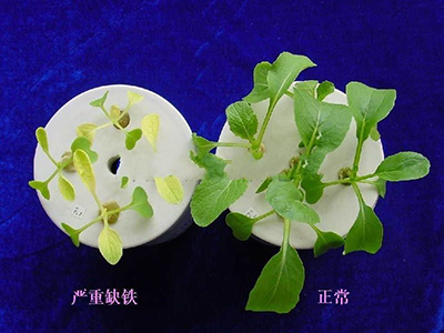 小白菜缺铁的防治