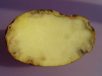 马铃薯晚疫病的防治