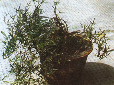 甘薯丛枝病的防治