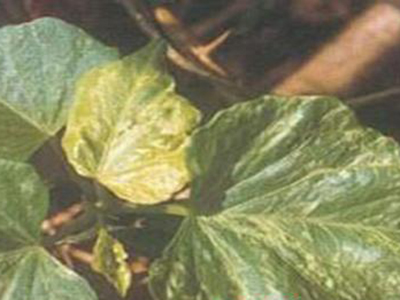 甘薯丛枝病的防治