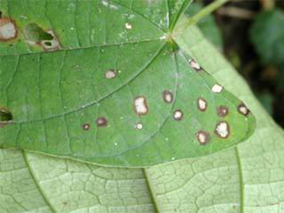 山药褐斑病(薯茹色链隔饱)的防治
