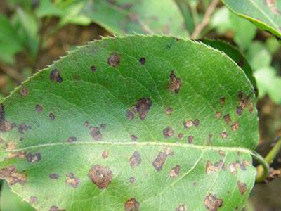 山药褐斑病(薯茹色链隔饱)的防治