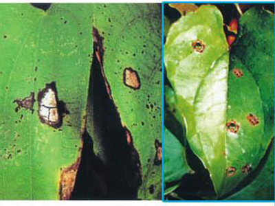 山药红斑病的防治