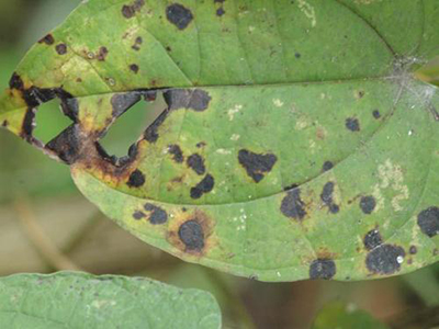 山药炭疽病（围小丛壳）的防治