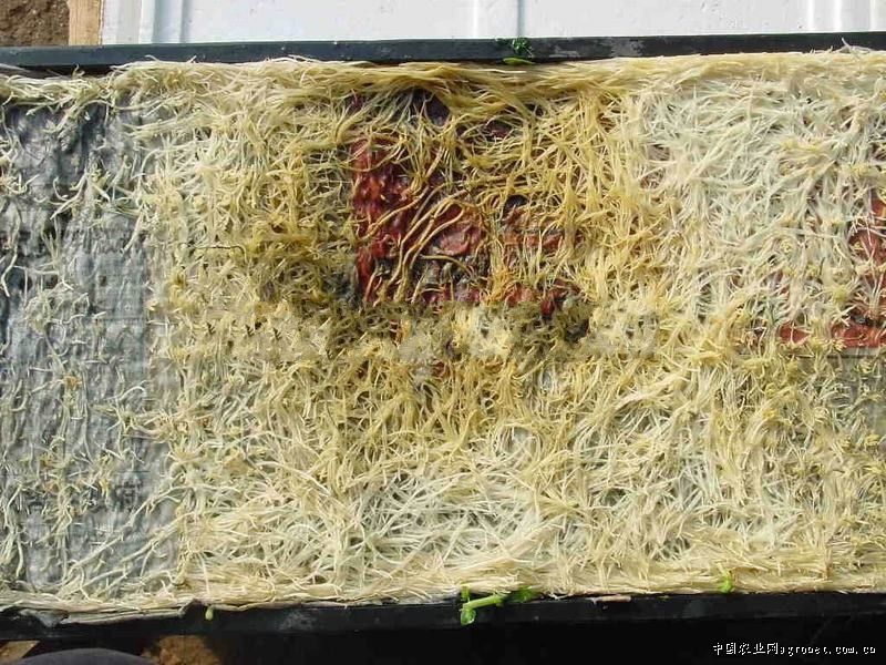 豌豆苗成片腐烂