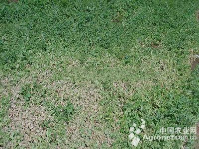 豌豆根腐病的防治