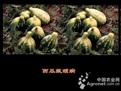 西瓜瓶颈病的防治