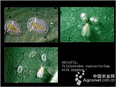 番茄温室白粉虱的防治