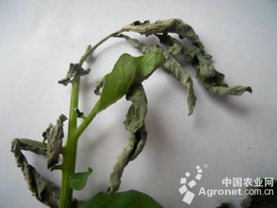 番茄氨气为害的防治