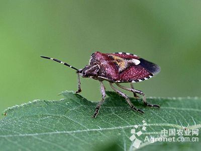 生菜斑须蝽的防治