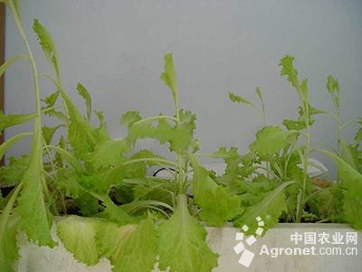 生菜抽薹或节间伸长的防治