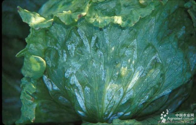 生菜霜霉病的防治