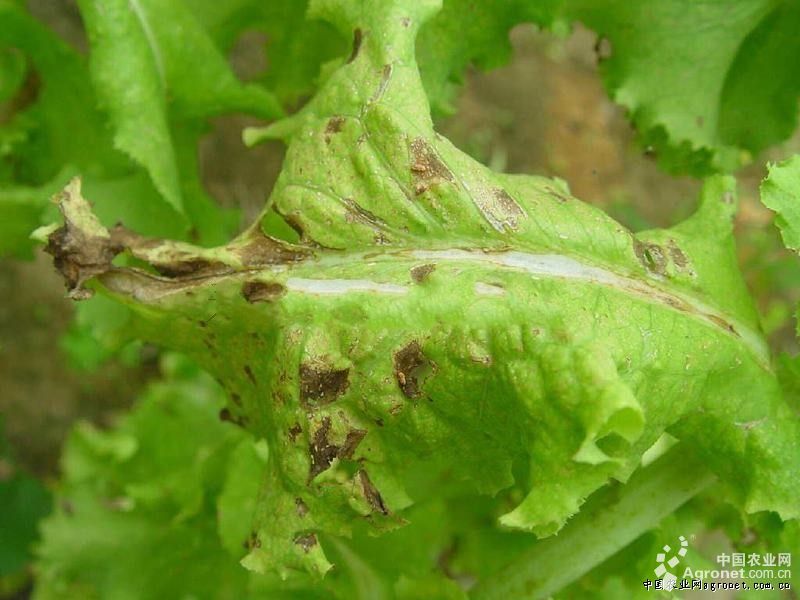 生菜炭疽病的防治