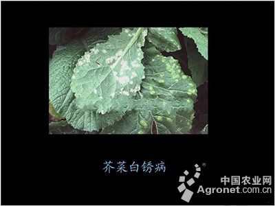 芥菜白锈病的防治