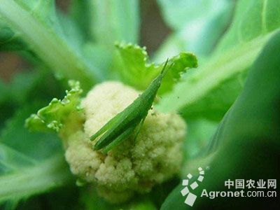花椰菜短额负蝗的防治