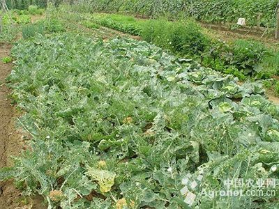 花椰菜菜蛾的防治