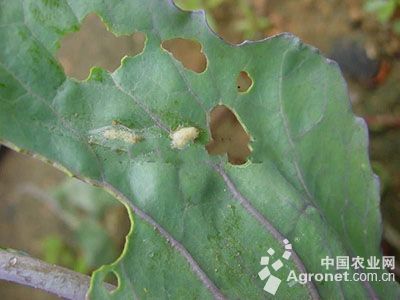 花椰菜菜蛾的防治