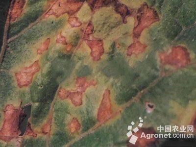 冬瓜褐斑病的防治