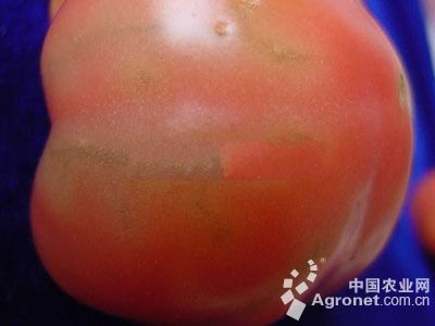 番茄筋腐果的防治