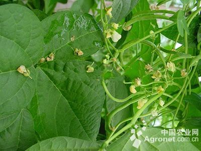 菜豆落花落荚的防治