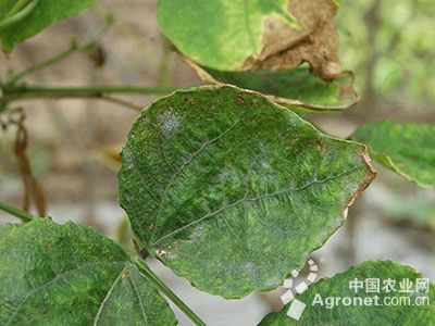 菜豆白粉病的防治