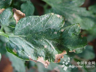 番茄烟害的防治