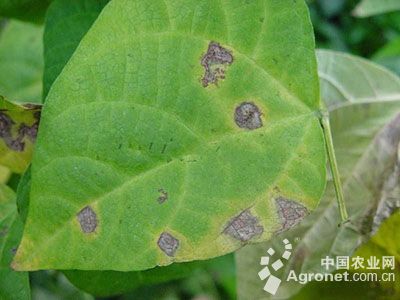 菜豆褐斑病的防治