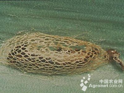 大葱葱须鳞蛾的防治
