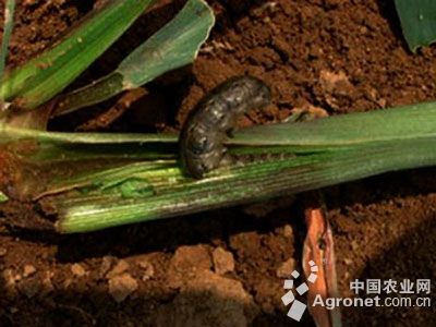 大葱小地老虎的防治