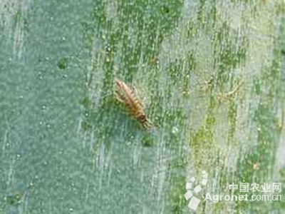 大葱棕榈蓟马的防治