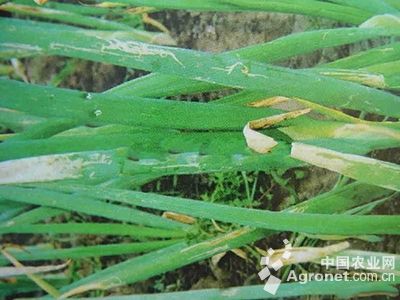 葱斑潜蝇的防治