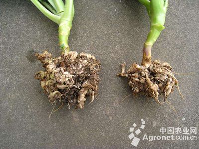 花椰菜根肿病的防治