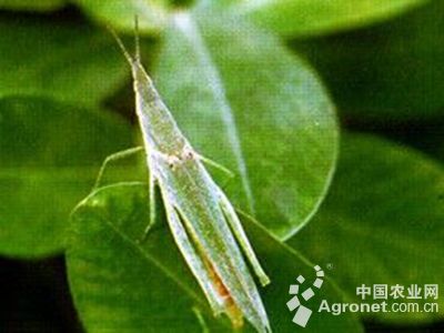 短额负蝗的防治