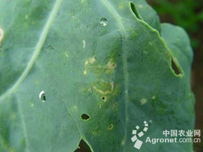 花椰菜褐斑病的防治