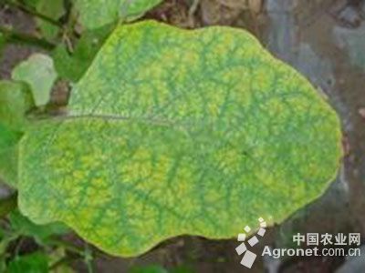 茄子缺锰的防治