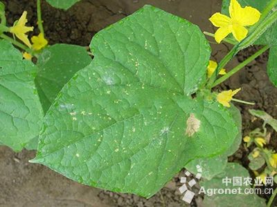 黄瓜白点叶的防治