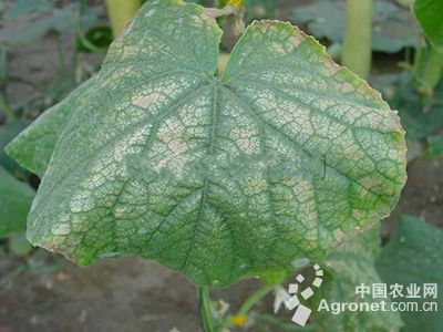 黄瓜白化叶的防治