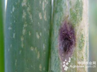 大葱黑斑病的防治